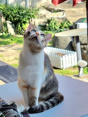 햇냥이